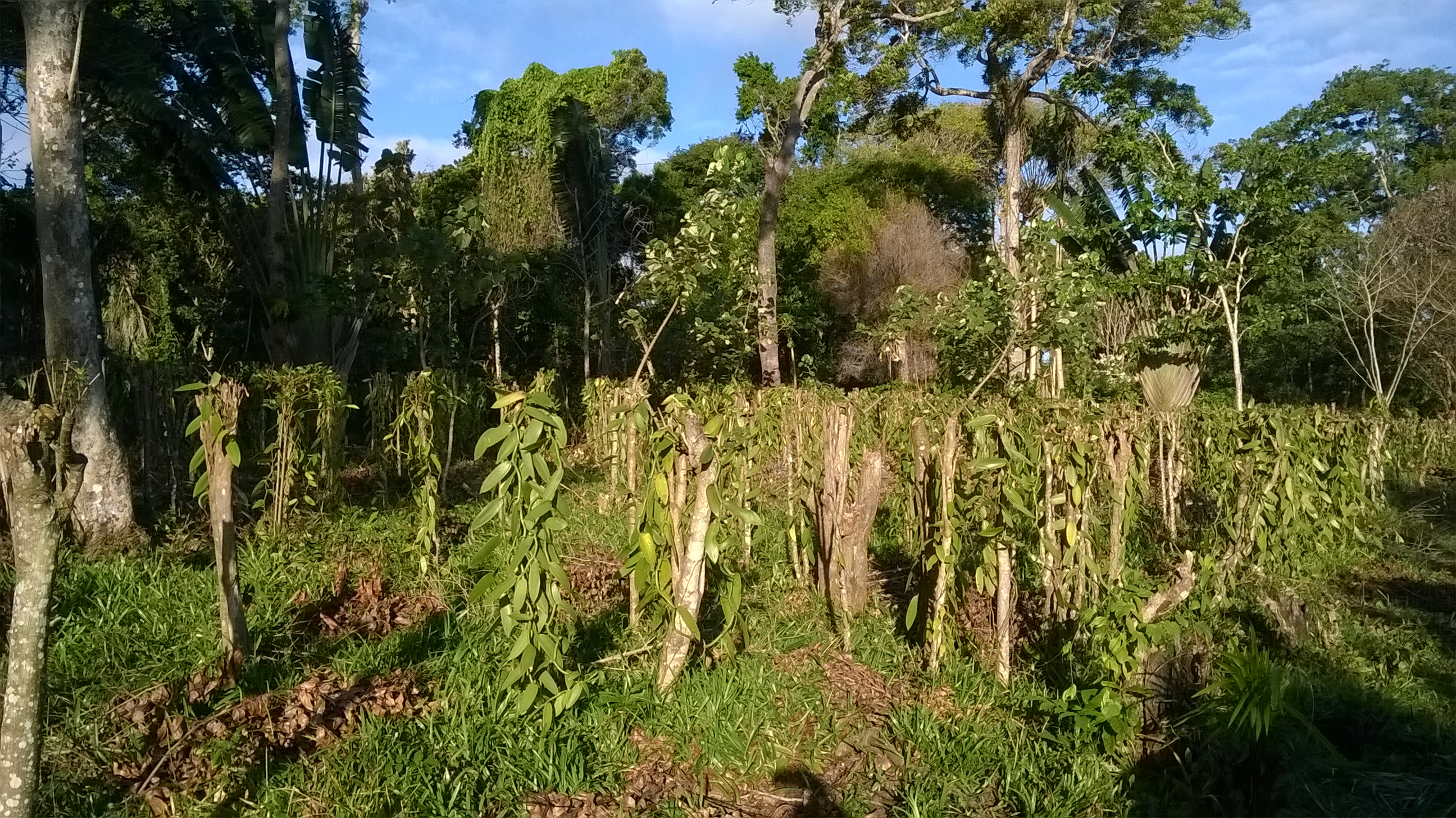 [Translate to Englisch:] Eine Vanille-Plantage auf Madagaskar.