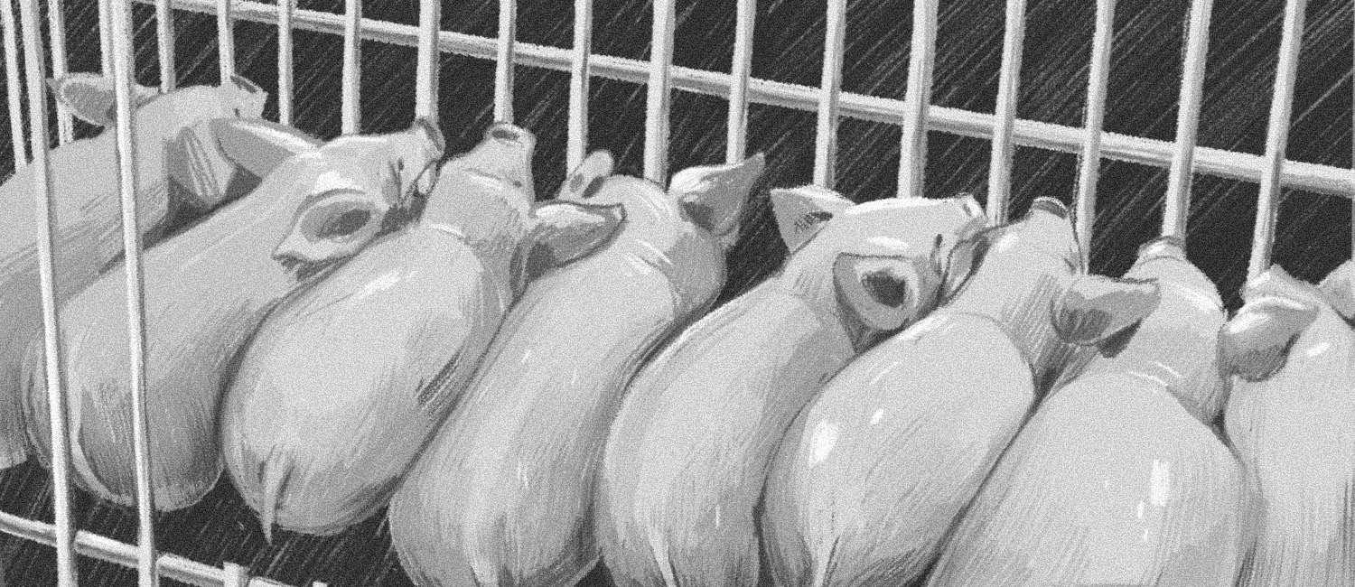 Illustration Schweine im Stall