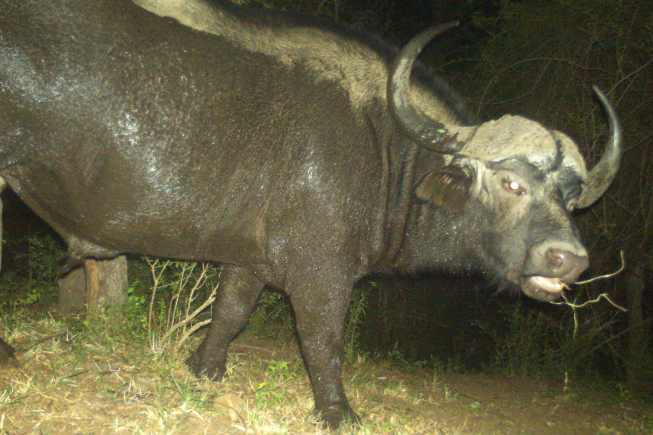 Buffalo