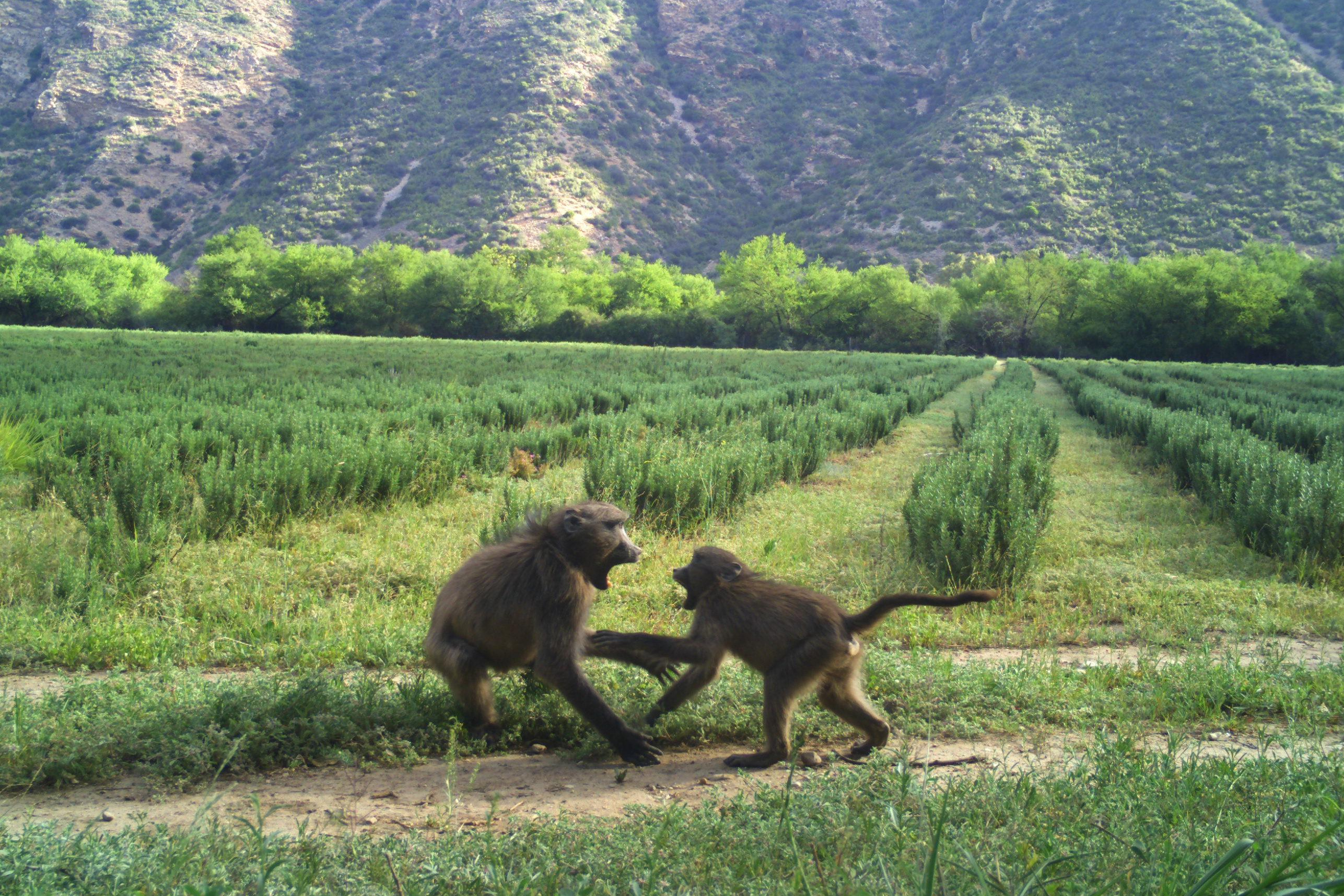 Zwo monkeys