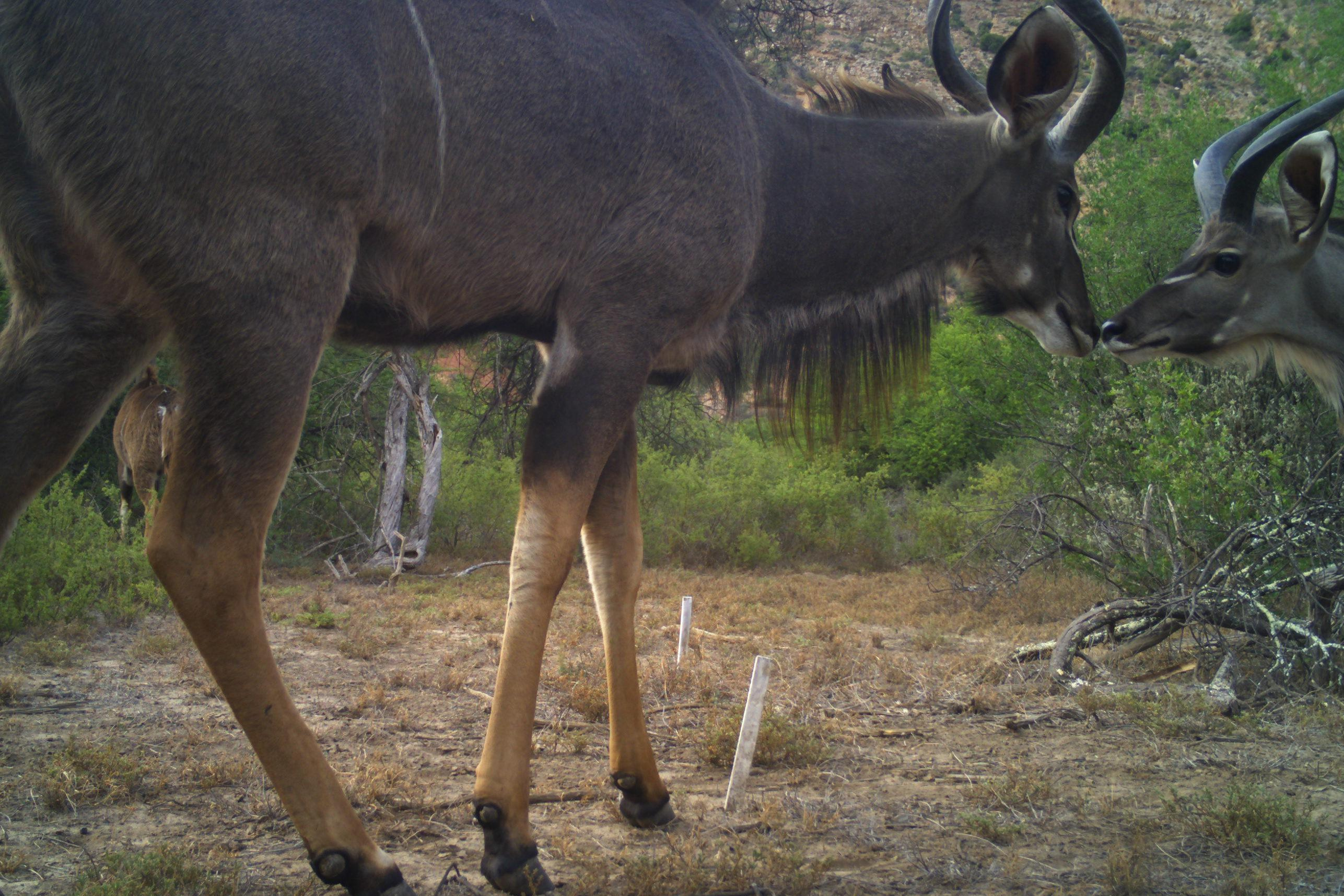 Wildtiere beim Grasen