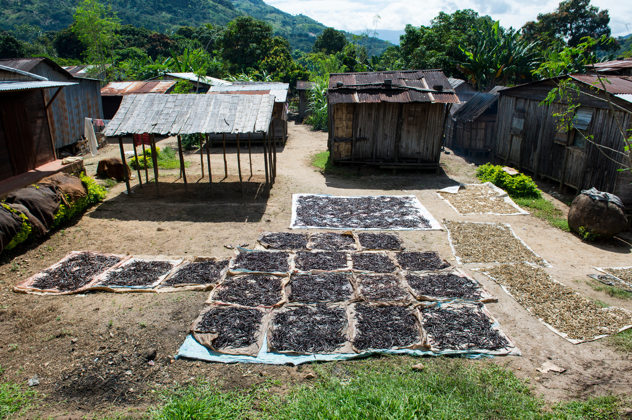 Vanilleschoten liegen in einem Dorf auf Planen zum Trocknen in der Sonne.