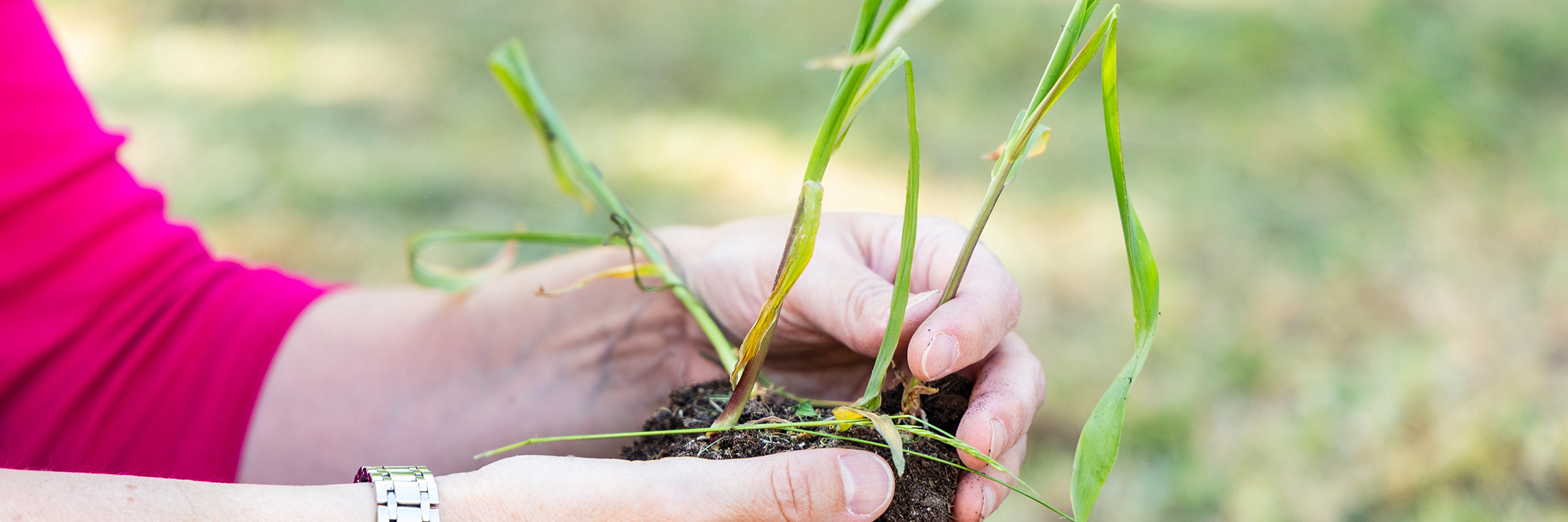 Hand holding little corn plant