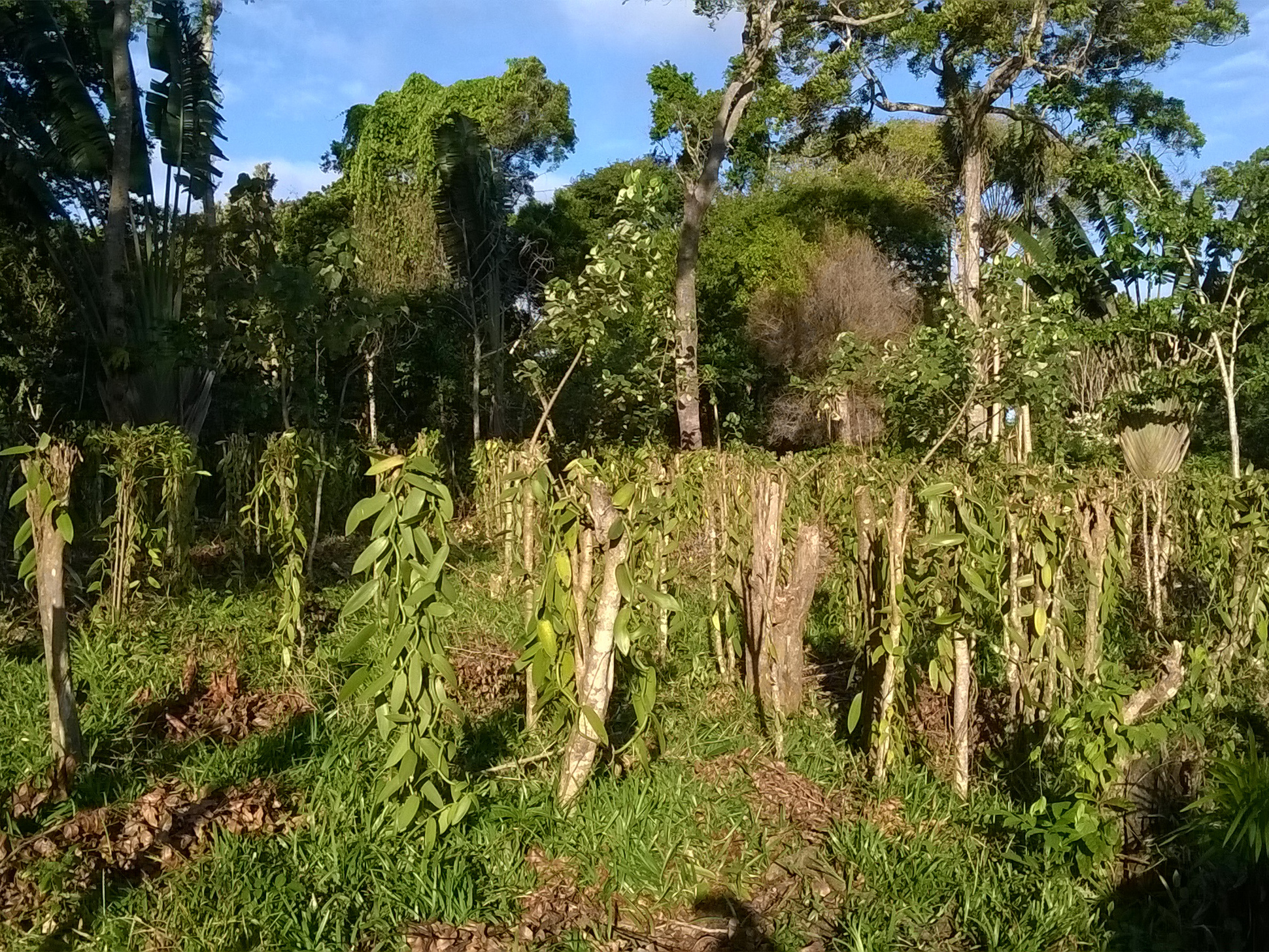 Eine Vanille-Plantage auf Madagaskar.