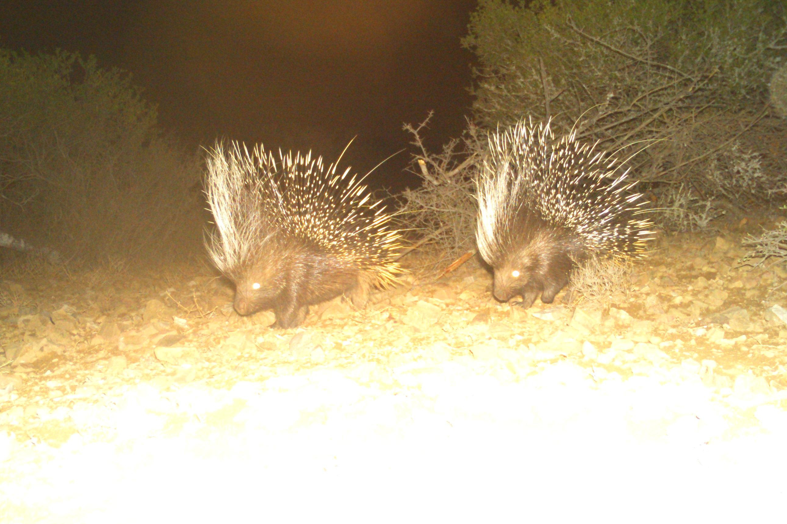 Zwei Stachelschweine bei Nacht