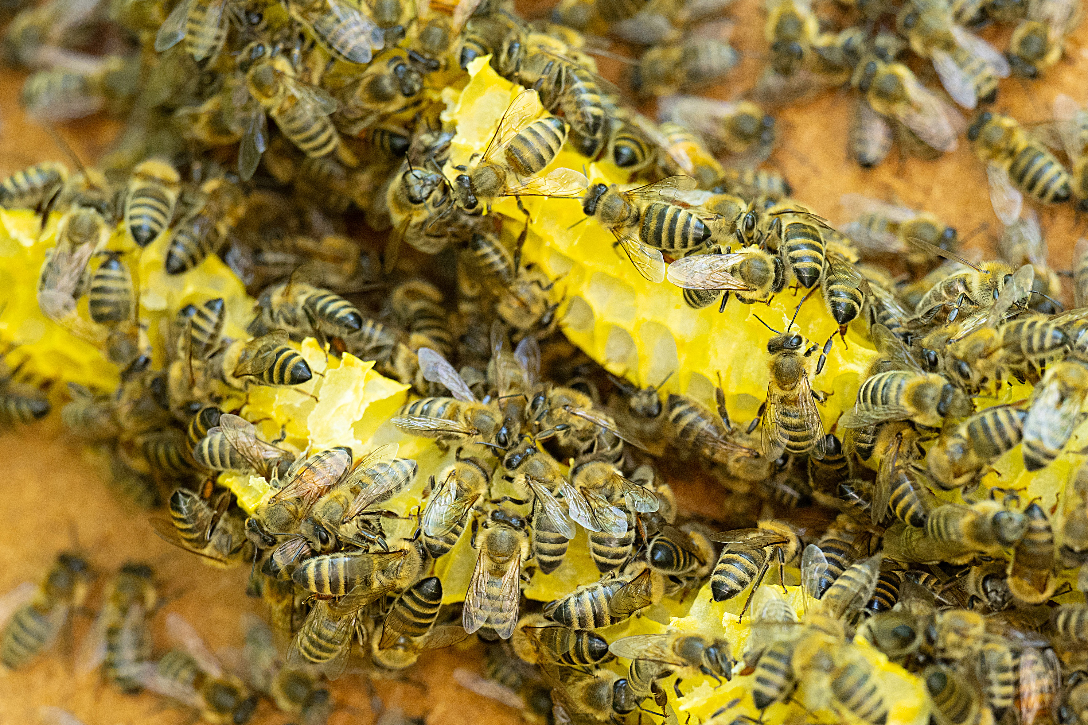 A swarm of busy bees on a yellow honeycomb