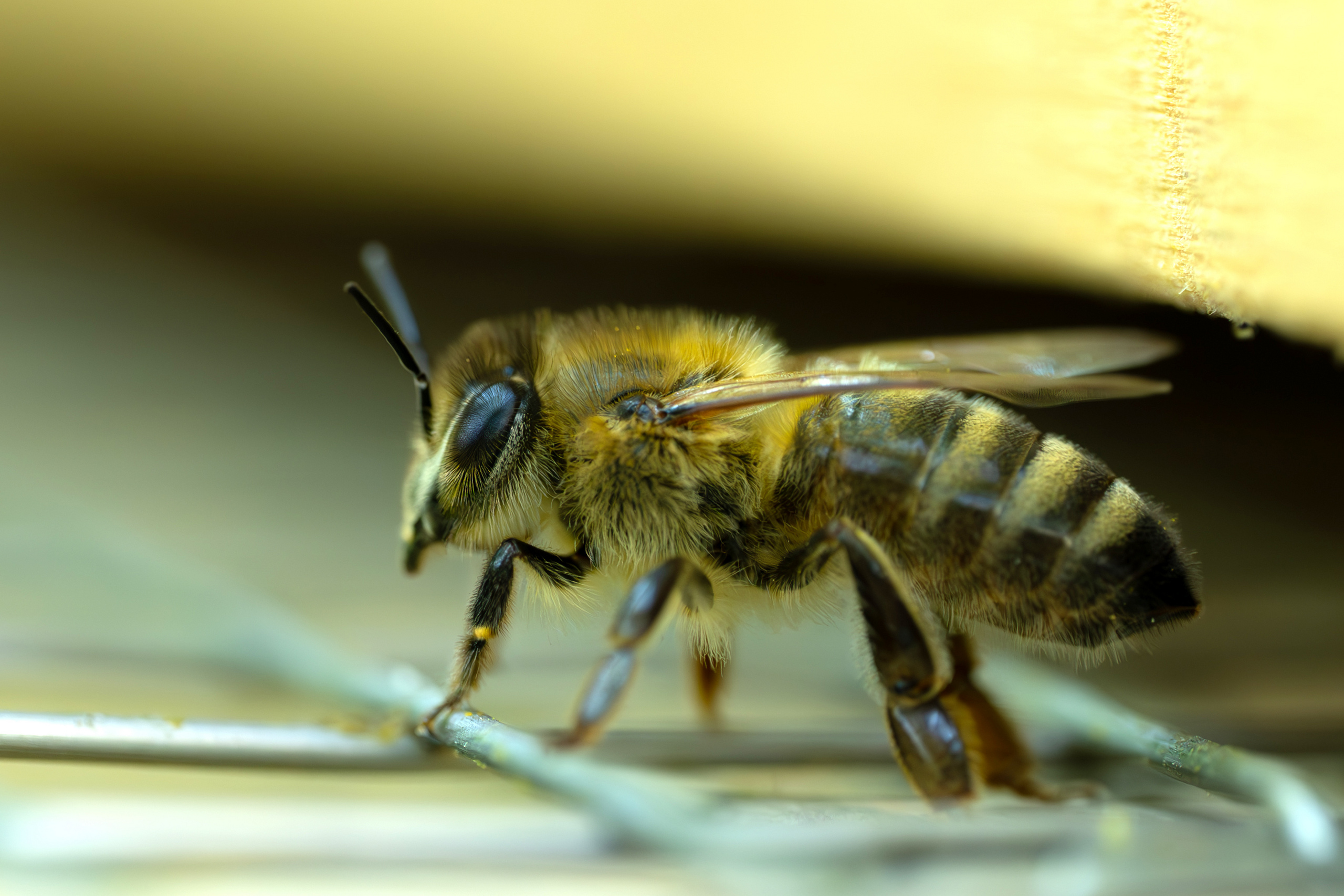 Close-up shot of a bee