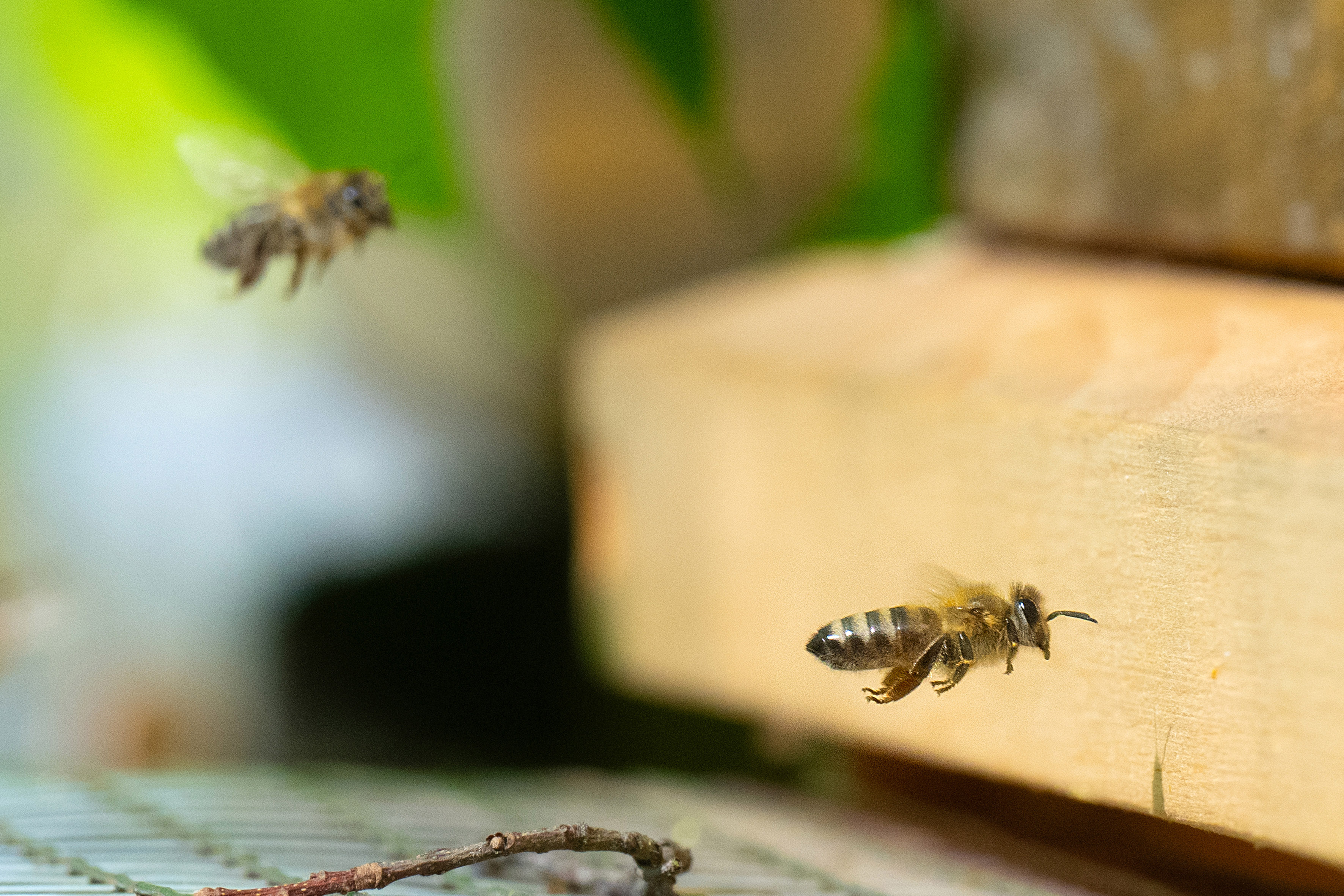 A bee on its landing approach to the entrance of the beehive