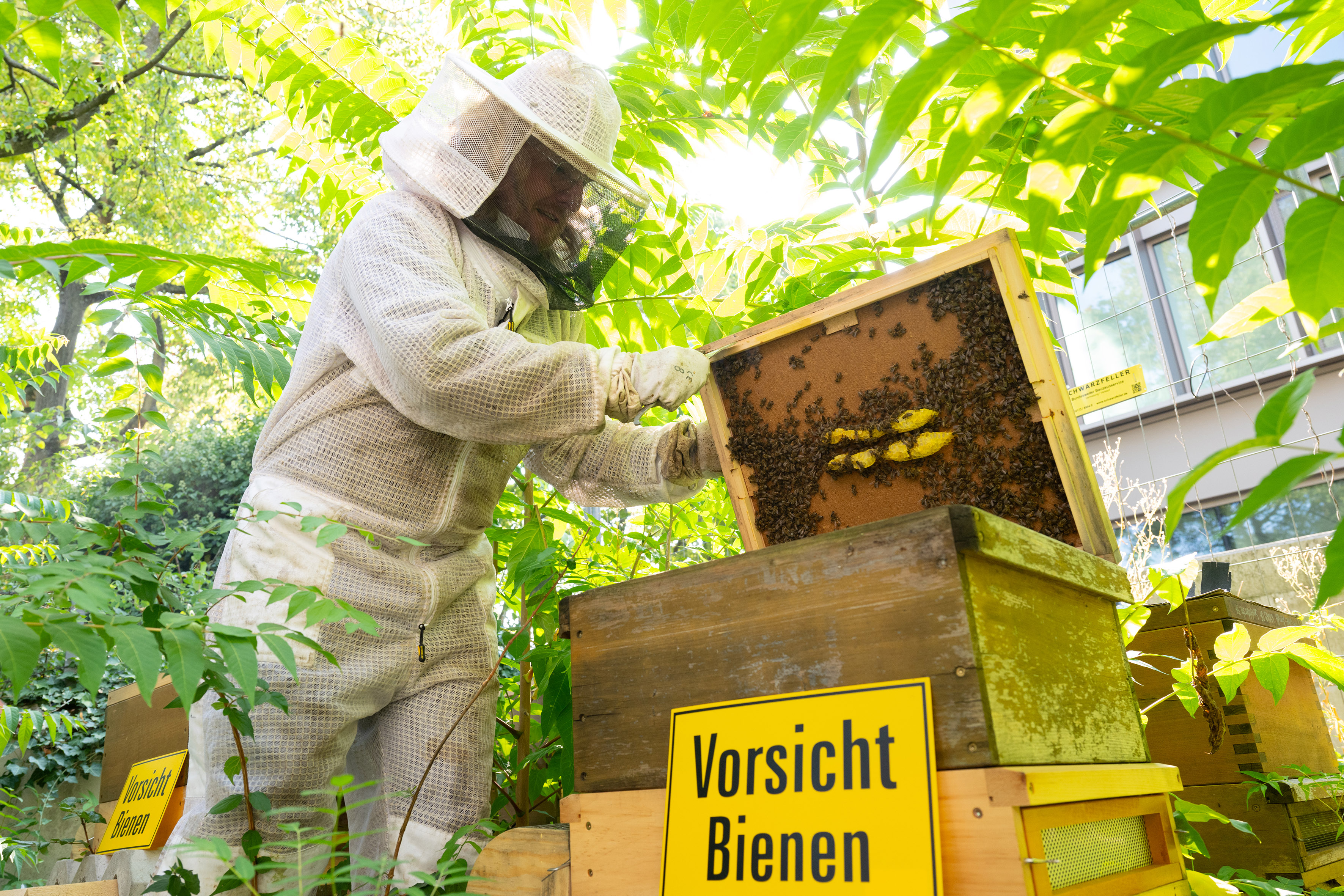 Wearing a beekeeper’s suit, Professor Zinn opens a hive