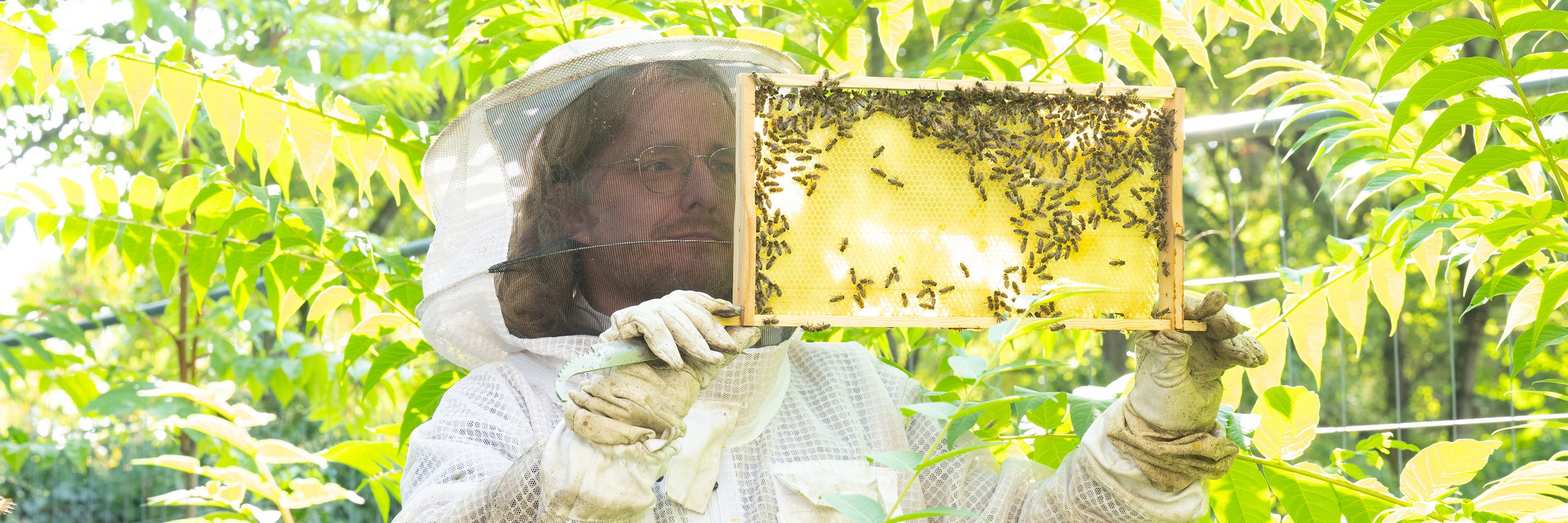 Professor Zinn in a beekeeper’s suit with a honeycomb in his hand