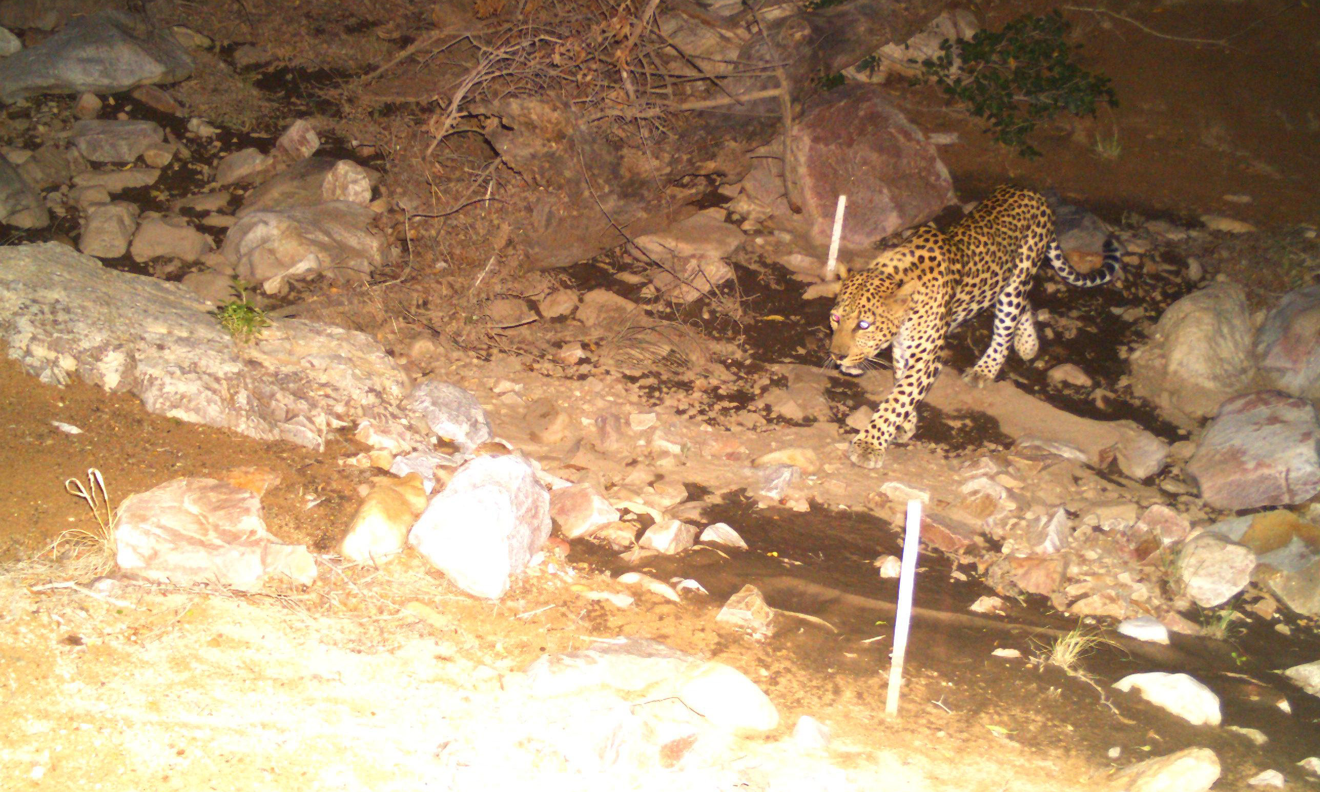 Leopard in einer Aufnahme einer Wildtierkamera
