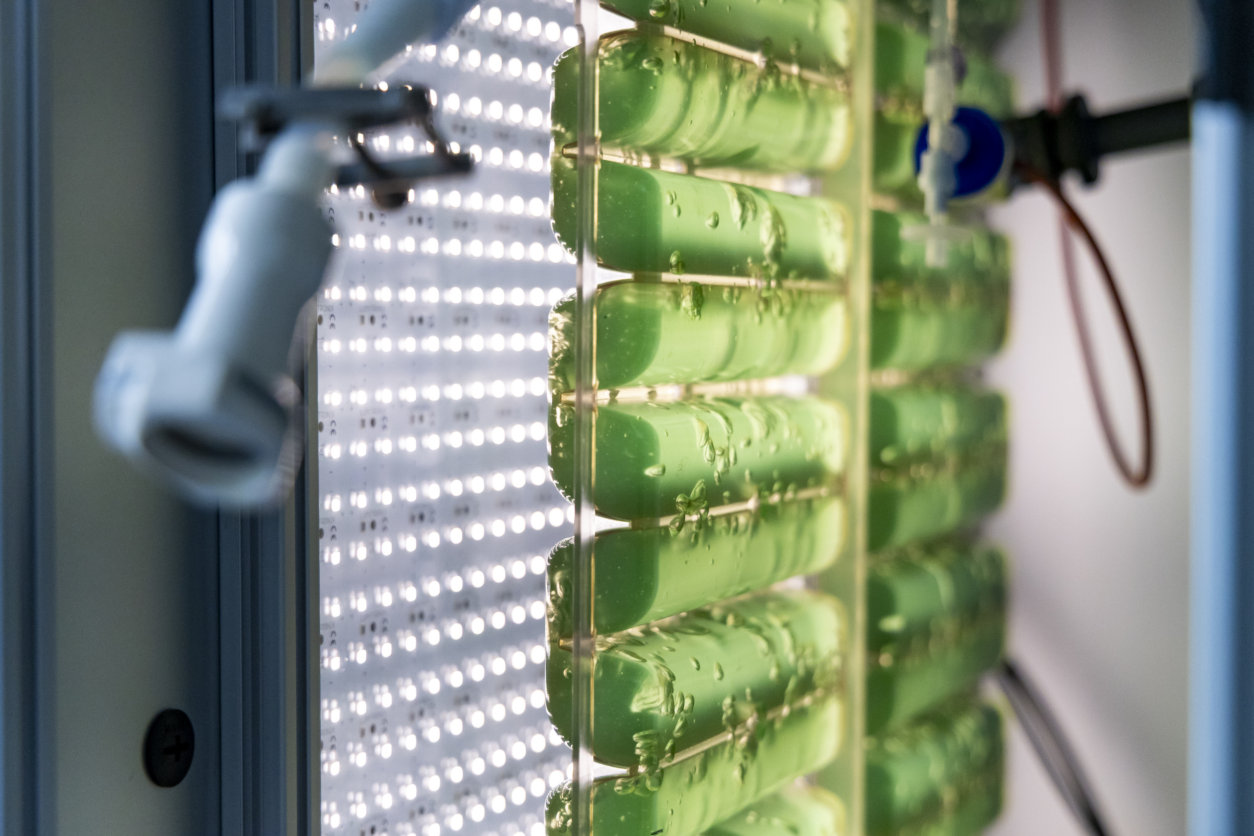Photobioreaktor mit grünen Algenkulturen